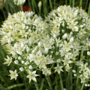 Allium 'Tuberosum'