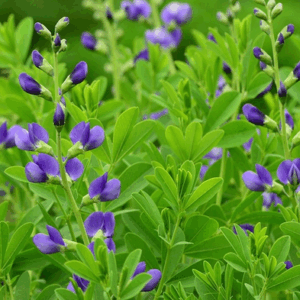 Baptisia australis