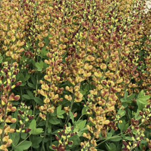 Baptisia 'Cherries Jubilee'