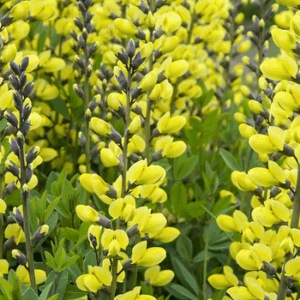 Baptisia 'Solar Flare'