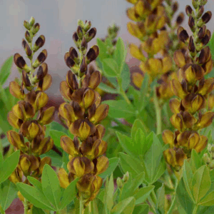 Baptisia 'Brownie Points'