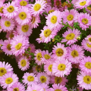 Aster 'Tina'