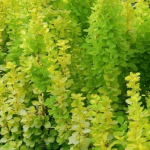 Berberis 'Golden Torch'