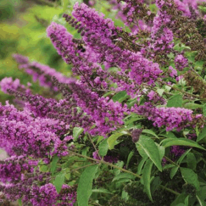 Buddleia 'Flutterby Pink'