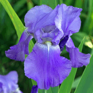 Iris 'Blue Harbour'