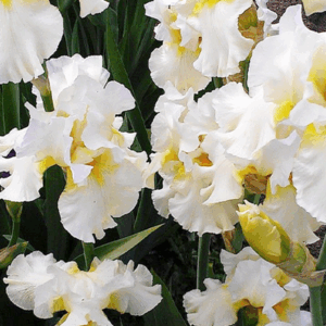 Iris 'Christmas Angel'