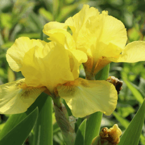 Iris 'Ola Kalà'