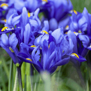 Iris 'Harmony Blue'