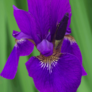 Iris sibirica