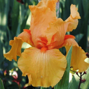 Iris 'Skyfire'