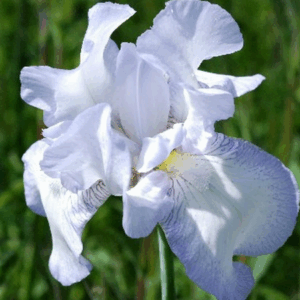Iris 'English Cottage'