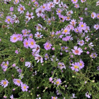 Aster Tina - Image 2