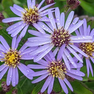 Kalimeris 'Nana Blue'