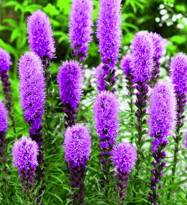 Liatris 'Floristan Violet'
