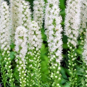 Liatris 'Floristan White'