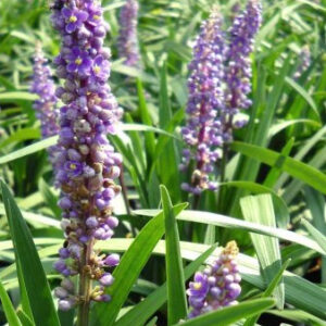 Liriope 'Majestic'
