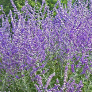 Perovskia 'Silvery Blue'