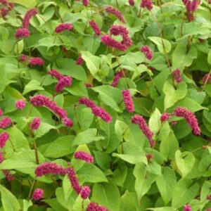 Persicaria amplexicaulis 'Pendula'