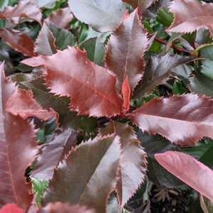 Photinia 'Volcano'