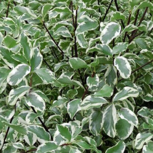 Pittosporum tenuifolium variegato
