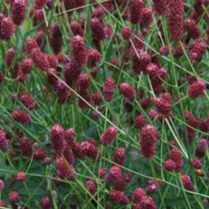 Sanguisorba 'Red Tanna'