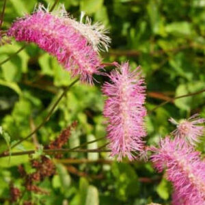 Sanguisorba 'Japan'