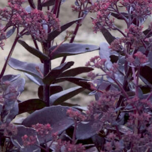 Sedum 'Black Jack'