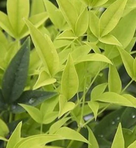 Nandina 'Lemon Beauty'