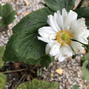 Anemone hybrida 'Whirlwind'