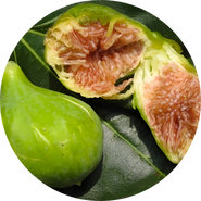 Frutti a Radice Nuda