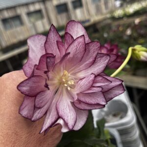 Helleborus Quintessa Cherry Dream