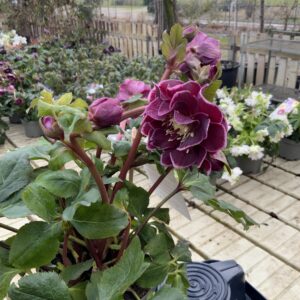 Helleborus Quintessa Burgundy Pink