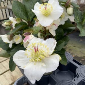 Helleborus Ice'n Roses Mia Marble