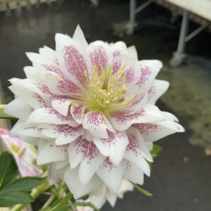 Helleborus Quintessa Wonder Picotee