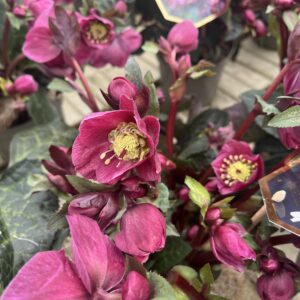 Helleborus ice'n Roses Megan Marble