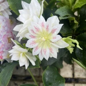 Helleborus Quintessa White Smile Picotee