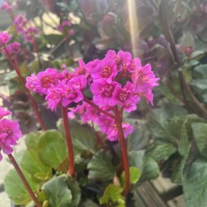 Bergenia Cordifolia Eroica