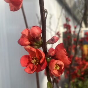 Chaenomeles speciosa rubra