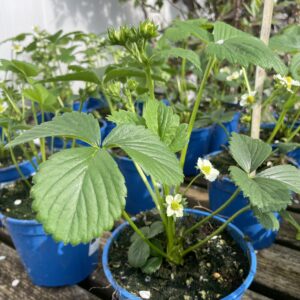 Fragola Quattro Stagioni