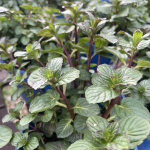 Menta 'Glaciale'
