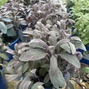 Salvia 'Rubra'