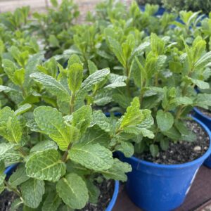 Menta 'Mojito'