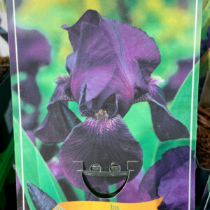 Iris  germanica Black Knight