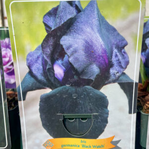 Iris  germanica Black Watch