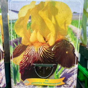 Iris  germanica Flammenschwert