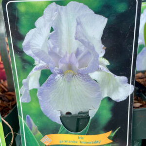 Iris  germanica Immortality
