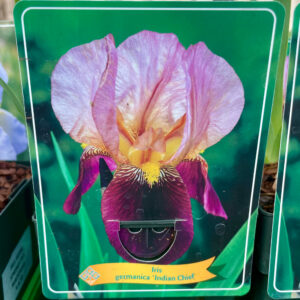 Iris  germanica Indian Chief