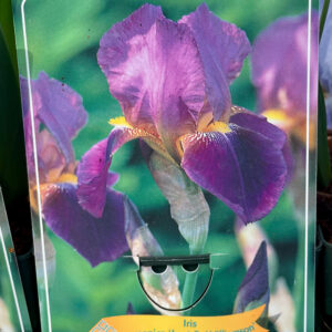 Iris  germanica Lent A. Williamson