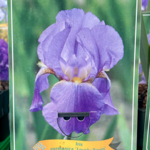 Iris germanica Lovely Again