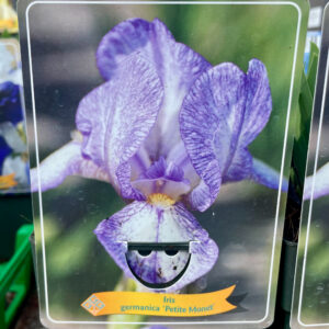 Iris  germanica Petite Monet
